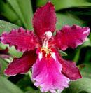 Odm Margarete Holm 'Alpine'